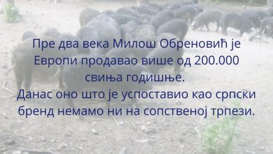 Годишње увеземо преко 30.000 тона свињетине! Годишње увеземо преко 30.000 тона свињетине!
