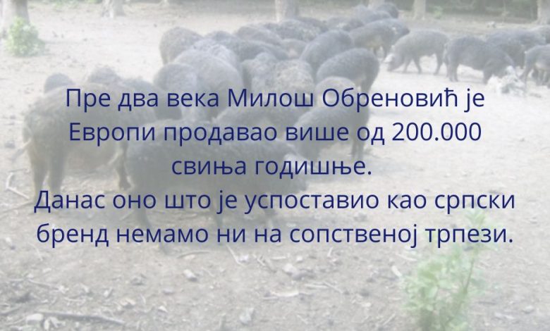 Годишње увеземо преко 30.000 тона свињетине! Годишње увеземо преко 30.000 тона свињетине!