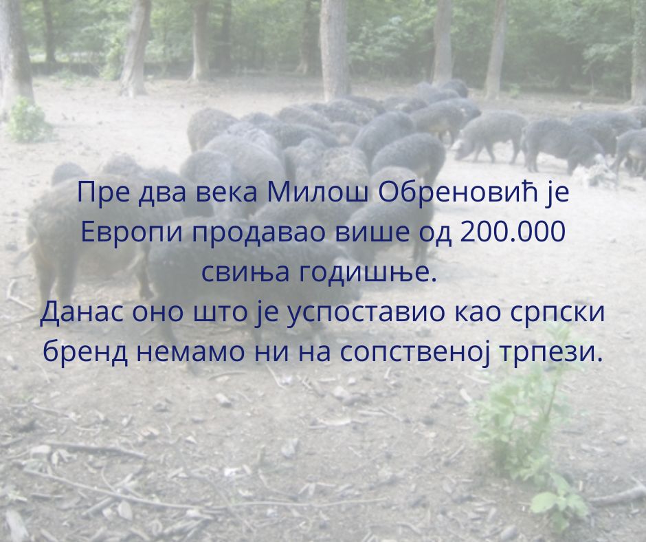 Годишње увеземо преко 30.000 тона свињетине! Годишње увеземо преко 30.000 тона свињетине!