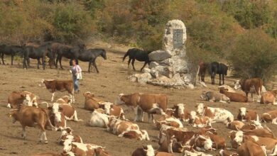 Око 1.000 крава и 300 коња на Сувој планини поново без воде (видео) Око 1.000 крава и 300 коња на Сувој планини поново без воде (видео)
