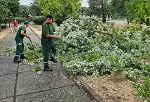 Људи уклањају сломљено стабло у парку у Београду.
