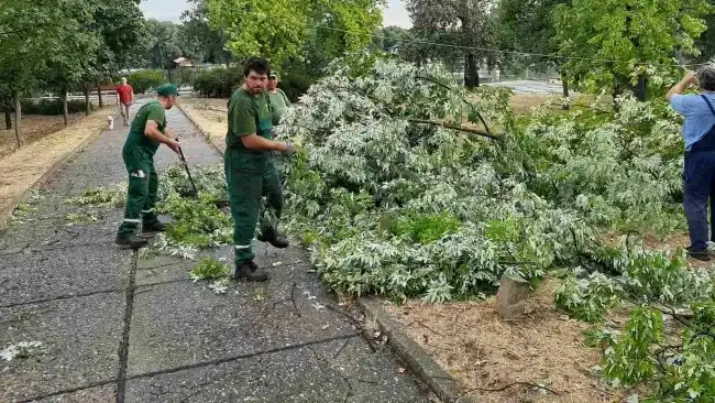 Људи уклањају сломљено стабло у парку у Београду.